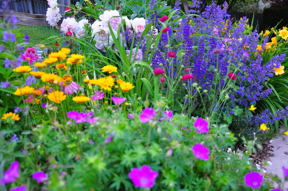 Colorado Perennial &amp; Annual Gardens Designscapes Colorado