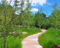 South Western Landscape 9