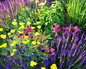 Flowers in Bloom 9