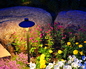 Evening Illumination 8