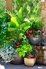 A potted garden provides cheery atmosphere in the outdoor living space