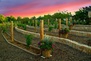 Cherry Hills Home & Vineyard  7