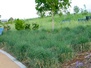 Stapleton Xeriscape Garden 7