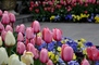 Hilltop Flower Display 10