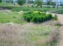 Stapleton Xeriscape Garden 8