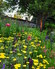 A landslide of perennial colors