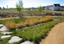 Stapleton Xeriscape Garden 2