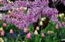 Hilltop Flower Display 6