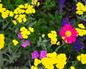 Closeup of the perennials chosen for this Colorado garden
