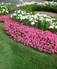 Cherry Hills Annual Flower Garden 4