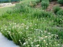 Stapleton Xeriscape Garden 3