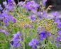 Carefully chosen Colorado perennials provide whimsical visual interest