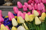 Hilltop Flower Display 11