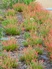 Stapleton Xeriscape Garden 5