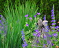 Closeup of the perennial garden in this Colorado landscape project