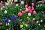 Hilltop Flower Display 8