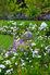 A beautiful burst of annual color in the backyard
