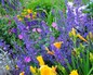 Colorado perennials create a striking palette in the landscape