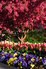 Hilltop Flower Display 9