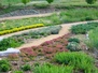 Stapleton Xeriscape Garden 1
