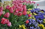 Hilltop Flower Display 4