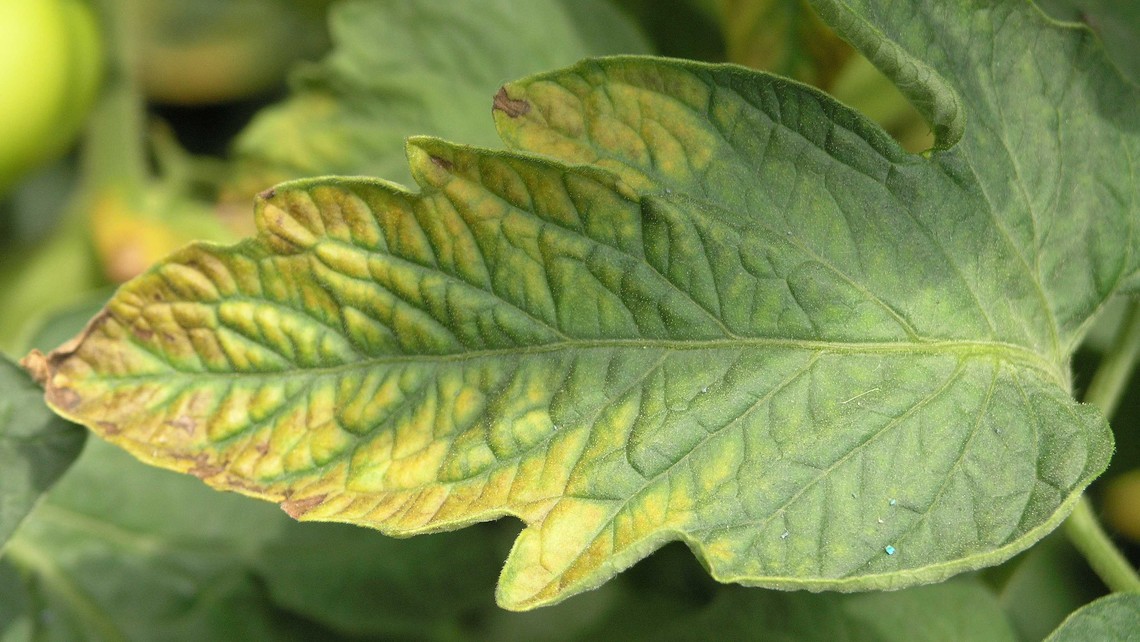 Chlorosis Bacteria - Why are my tree leaves brown? 