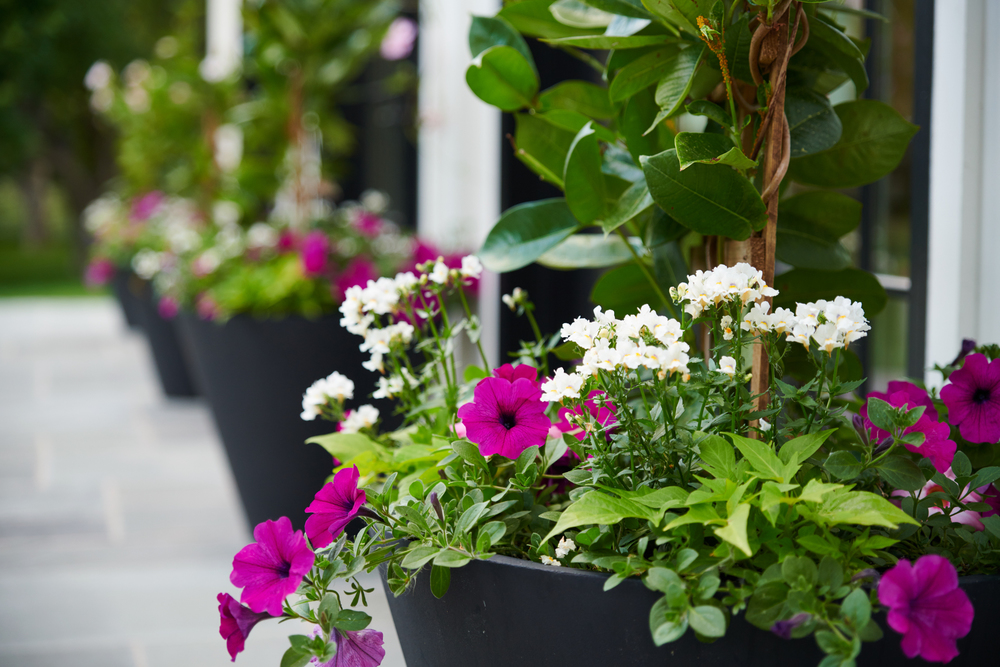 Landscaping in Denver With Pots and Planters Designscapes Colorado