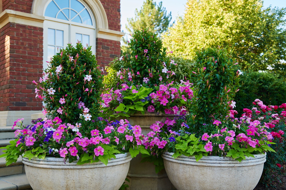 Landscaping in Denver With Pots and Planters Designscapes Colorado