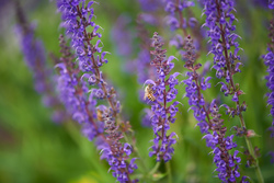 List: Plants for a Pollinator-friendly Garden
