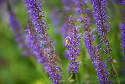 List: Plants for a Pollinator-friendly Garden