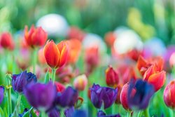 Spring Bulb Planting Guide: When and How to Plant Bulbs This Fall for Spring Blooms