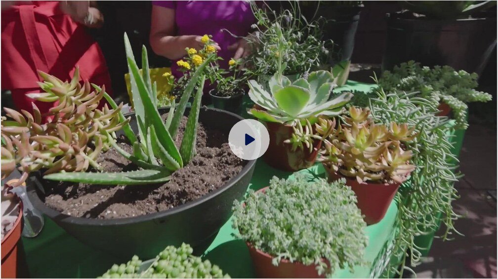 Watch Char Chacon on 9NEWS: Plants That Thrive in Colorado Heat