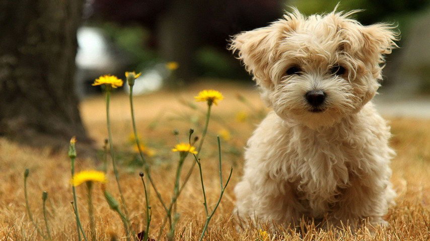 dog in landscape