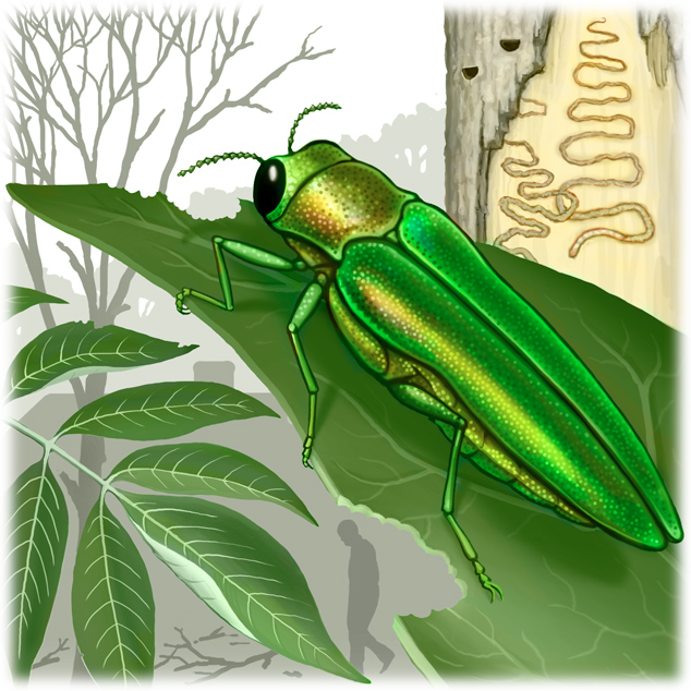 emeraldashborer