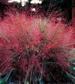 ornamental-grass-4