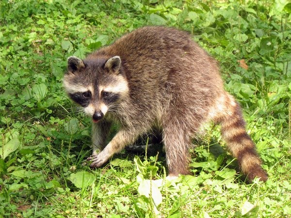 racoon