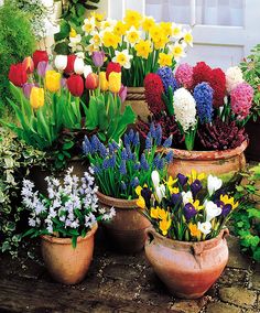 spring pots