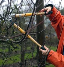 pruningdwarfappletree1jpg-53e0e9b33f009975