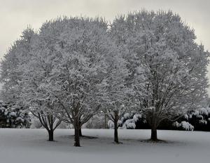 Winter Trees