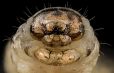 Black Cutworm Agrotis Ipsilon