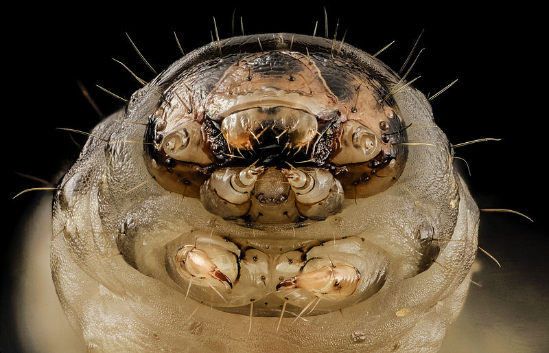 Black Cutworm Agrotis Ipsilon