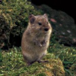 Microtus_miurus_crop-singing voles