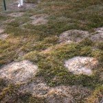 snow mold