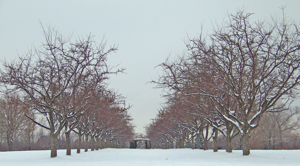 rows-of-trees-1308429725jp1