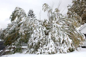 tree-damaged-by-fall-snow-storm