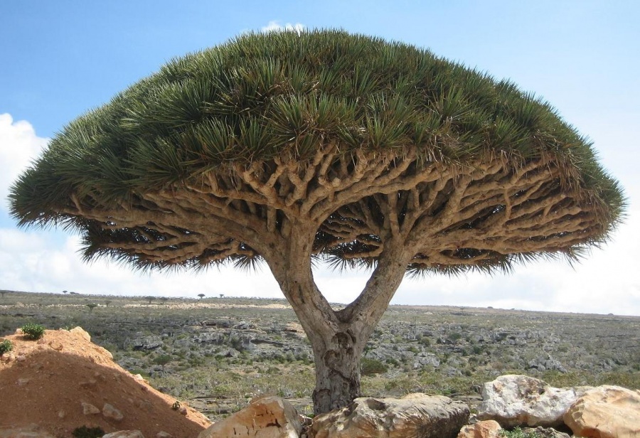 Bristlecone pine - oldest tree on earth