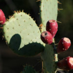 Prickly Pear Cactus