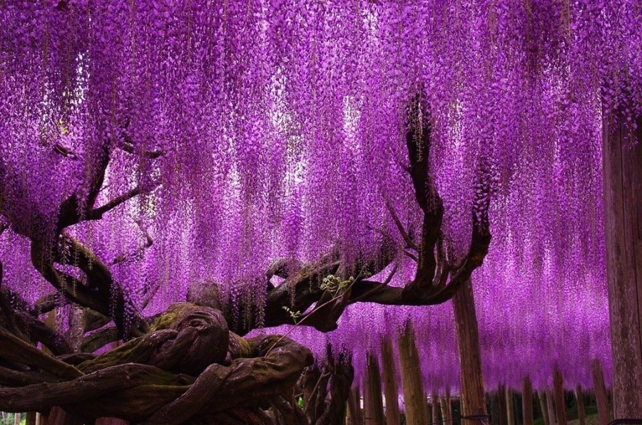 Wisteria Tree