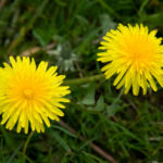 dandelion