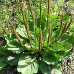 plantain-broadleaf_01_plant-in-flower